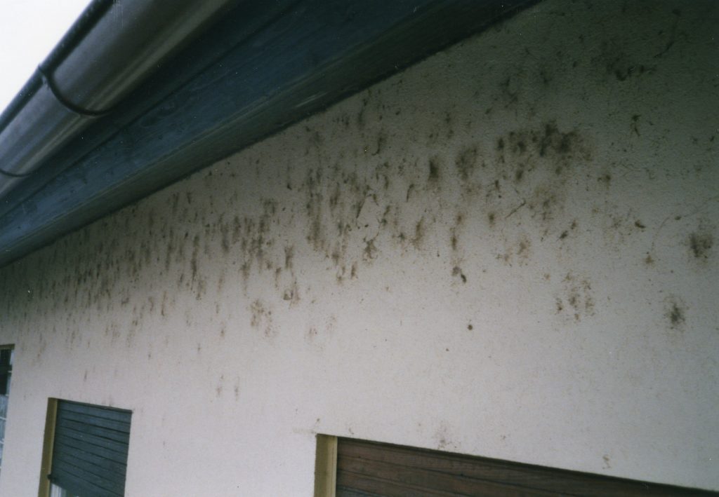 Spinnwebenbeseitigung an Fassade, 1
