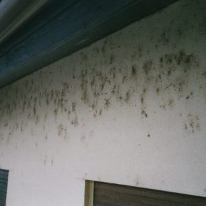 Spinnwebenbeseitigung An Fassade, 1
